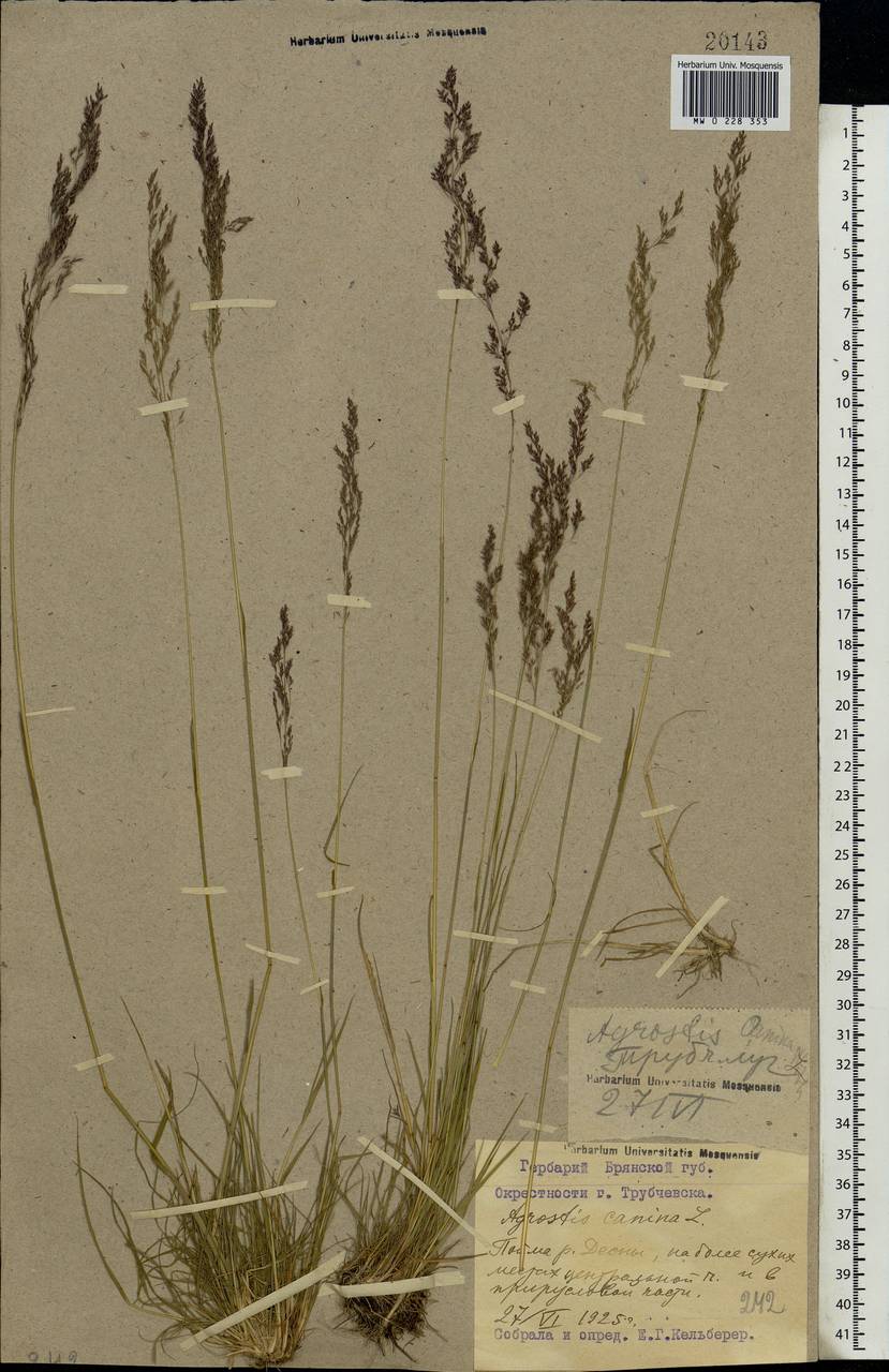 Agrostis canina L., Eastern Europe, Western region (E3) (Russia)