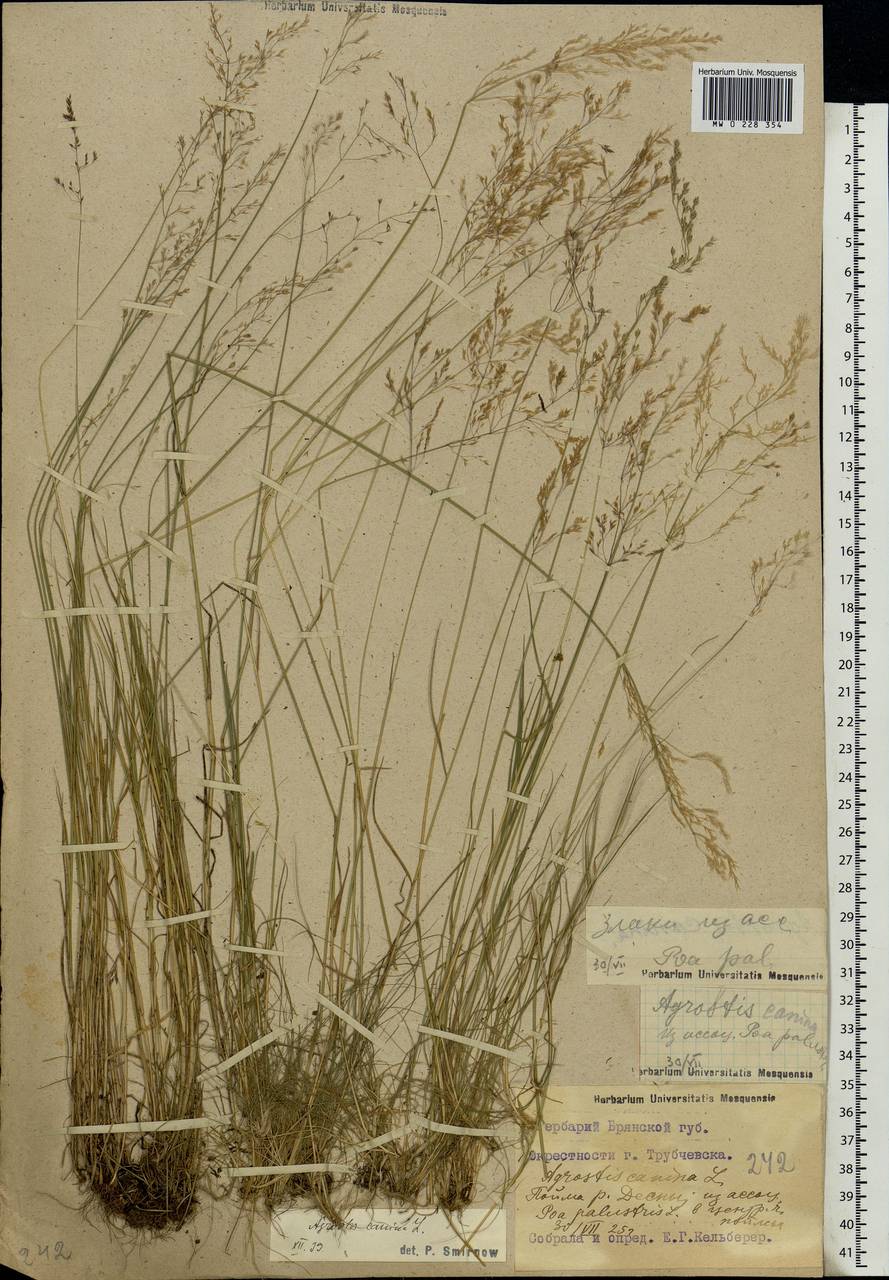 Agrostis canina L., Eastern Europe, Western region (E3) (Russia)