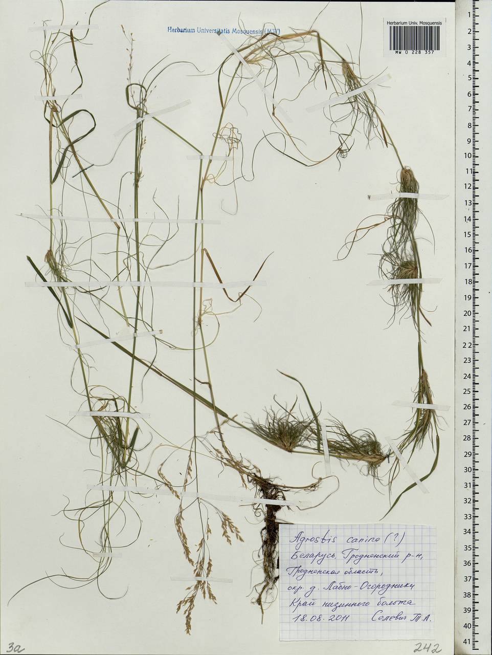 Agrostis canina L., Eastern Europe, Belarus (E3a) (Belarus)