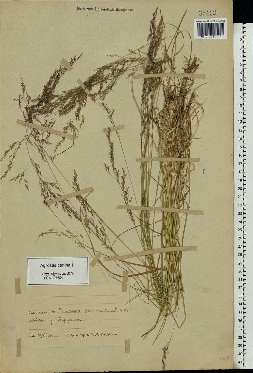 Agrostis canina L., Eastern Europe, Belarus (E3a) (Belarus)