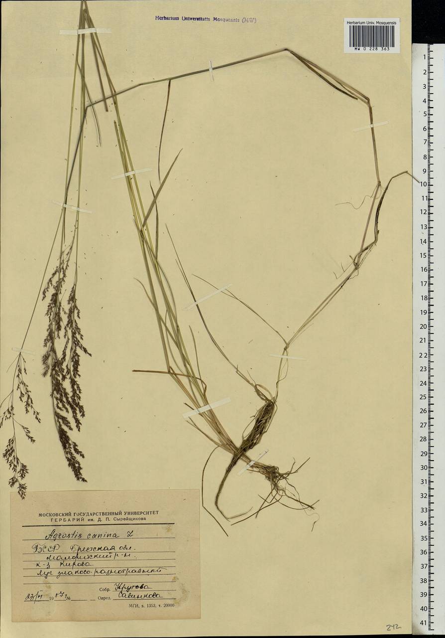 Agrostis canina L., Eastern Europe, Belarus (E3a) (Belarus)