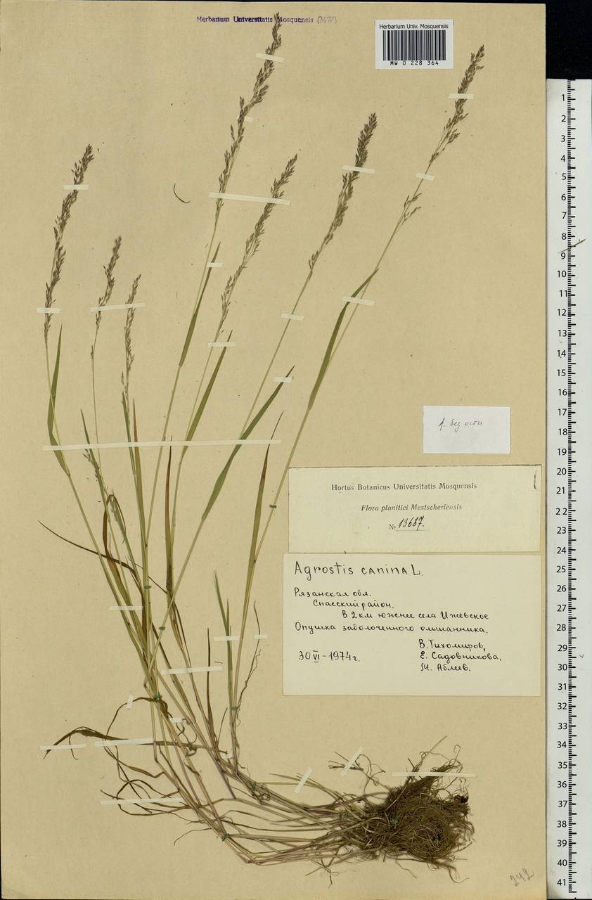 Agrostis canina L., Eastern Europe, Central region (E4) (Russia)