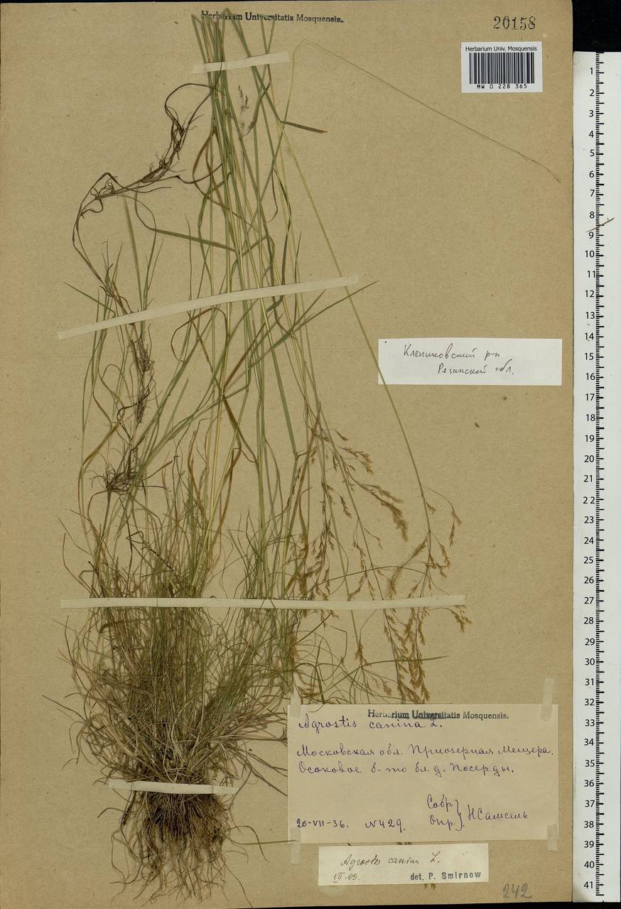 Agrostis canina L., Eastern Europe, Central region (E4) (Russia)