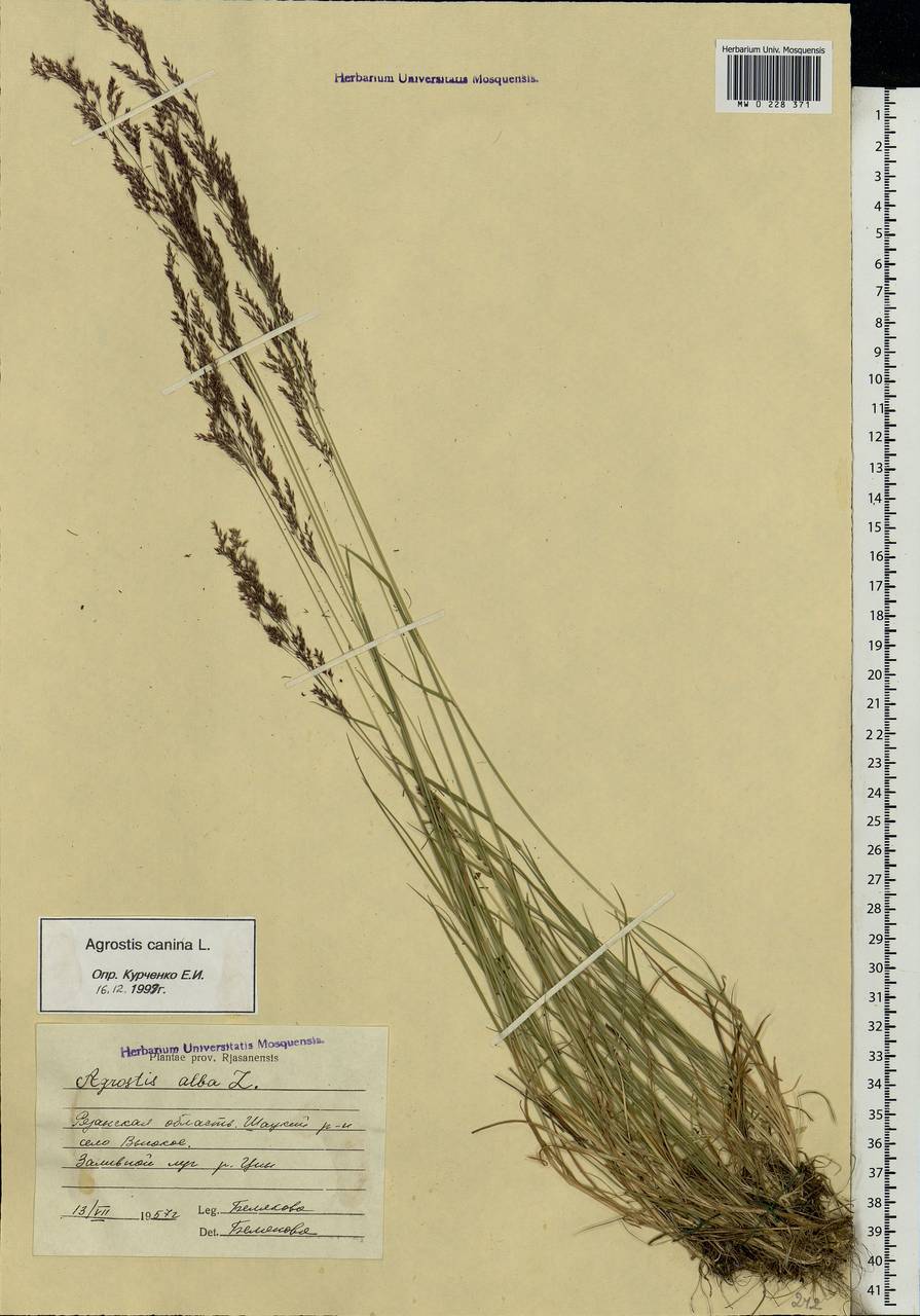 Agrostis canina L., Eastern Europe, Central region (E4) (Russia)