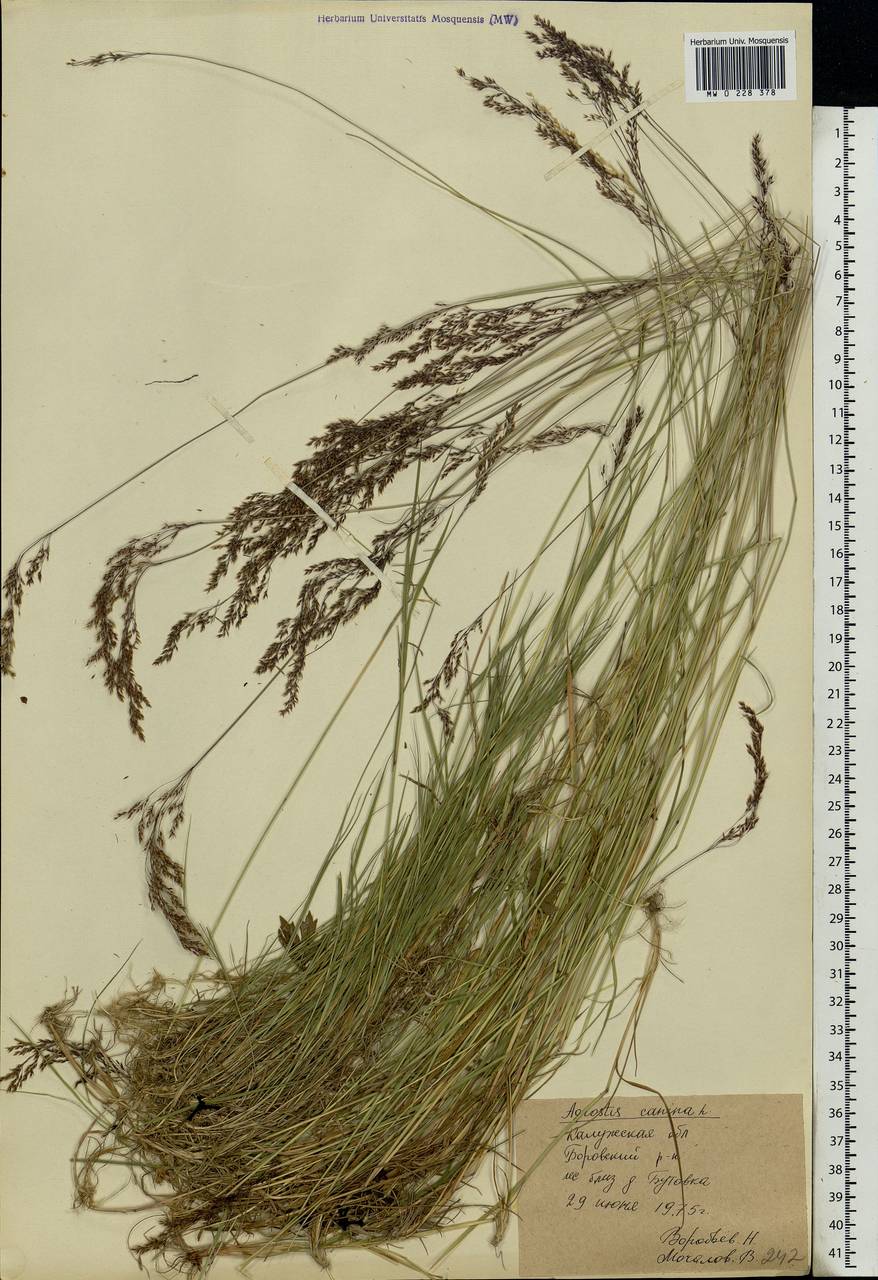 Agrostis canina L., Eastern Europe, Central region (E4) (Russia)