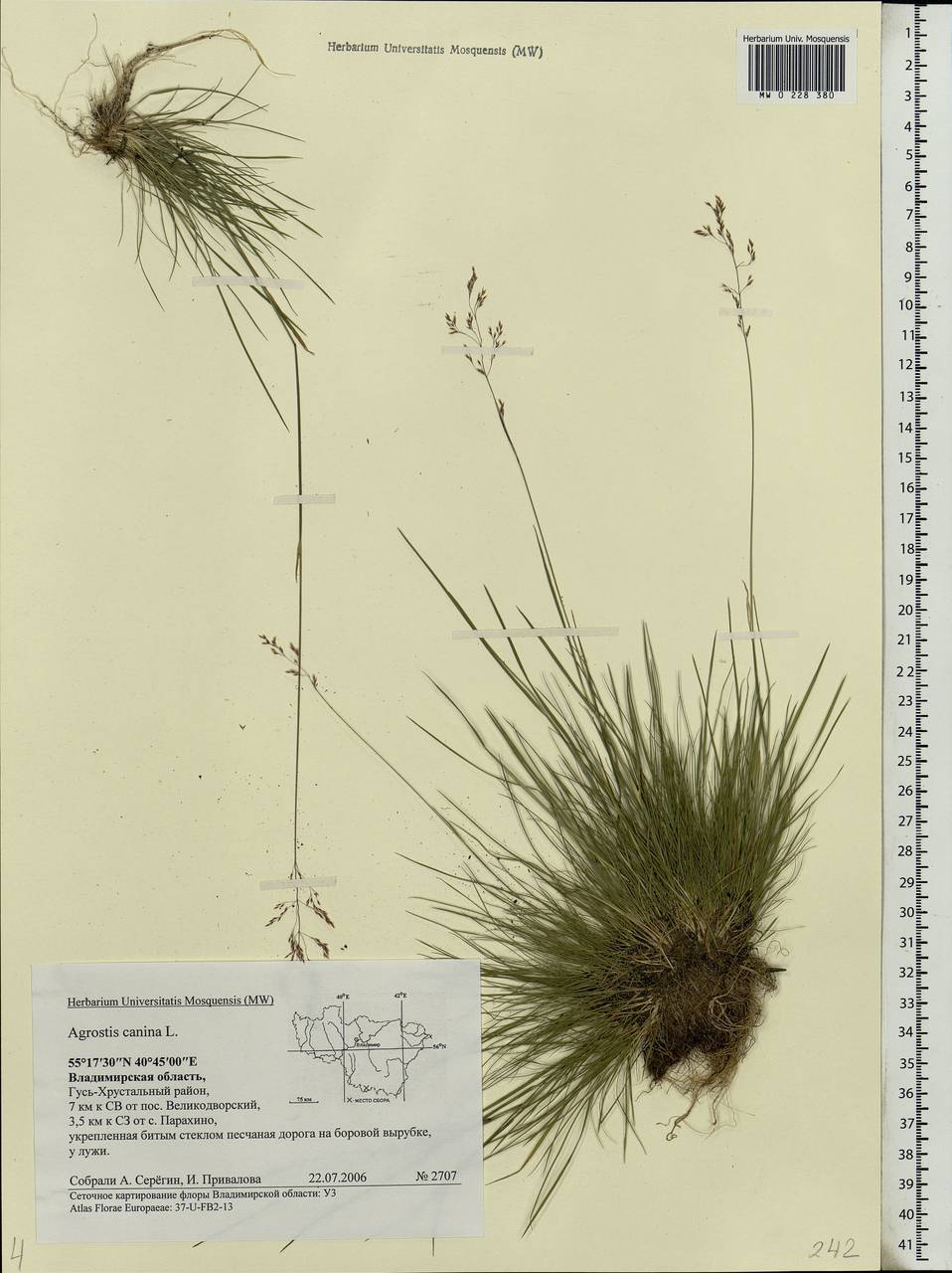 Agrostis canina L., Eastern Europe, Central region (E4) (Russia)