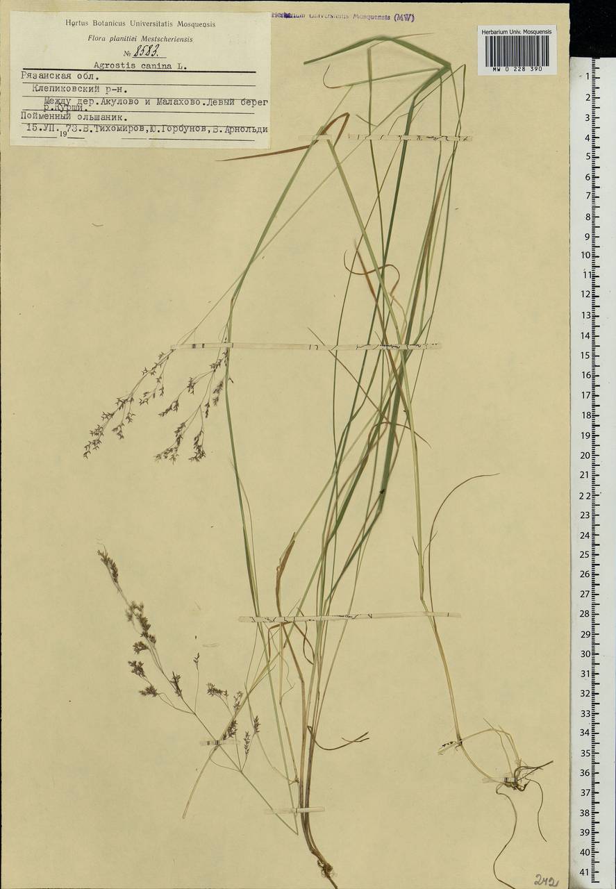 Agrostis canina L., Eastern Europe, Central region (E4) (Russia)