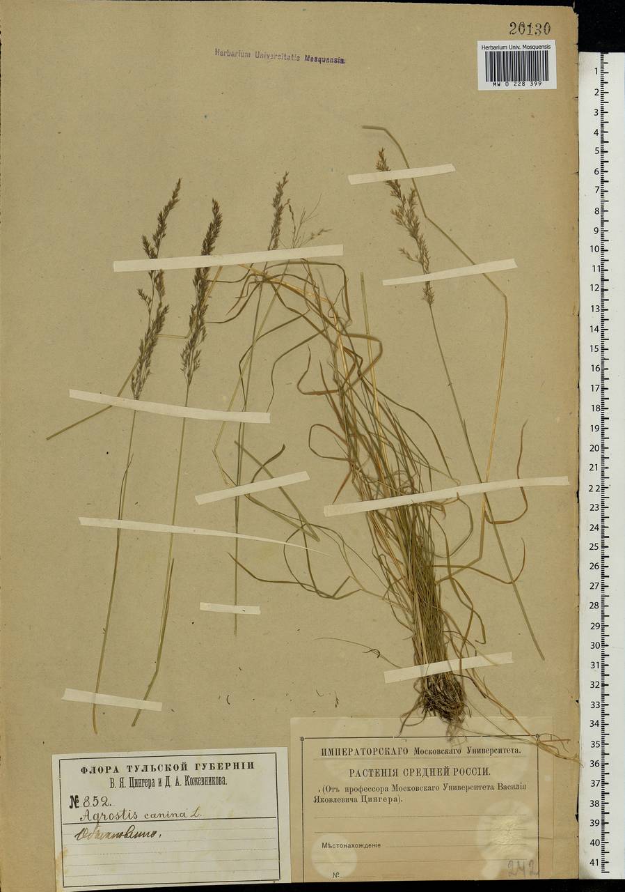 Agrostis canina L., Eastern Europe, Central region (E4) (Russia)