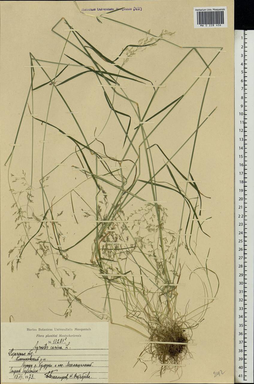 Agrostis canina L., Eastern Europe, Central region (E4) (Russia)