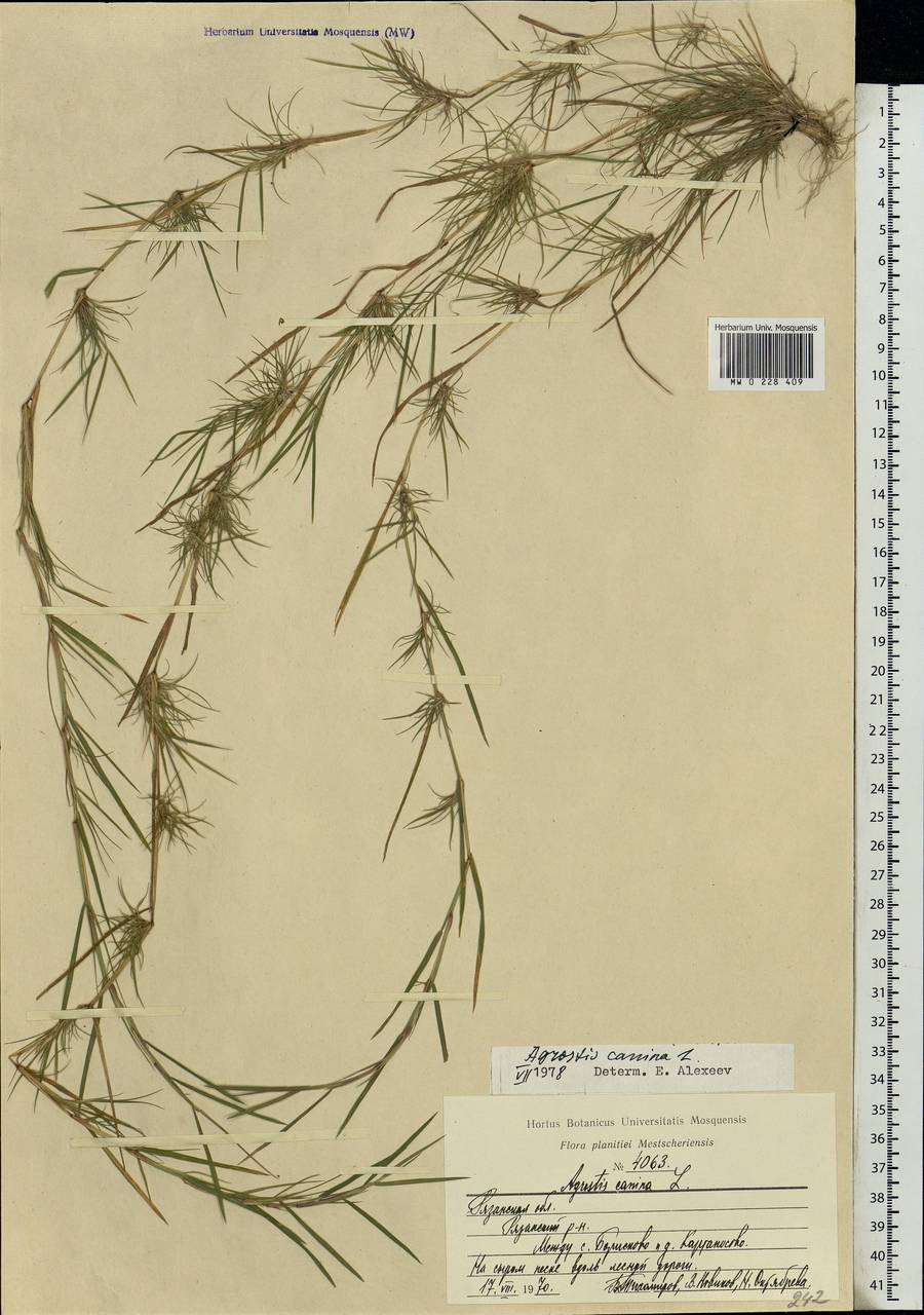 Agrostis canina L., Eastern Europe, Central region (E4) (Russia)