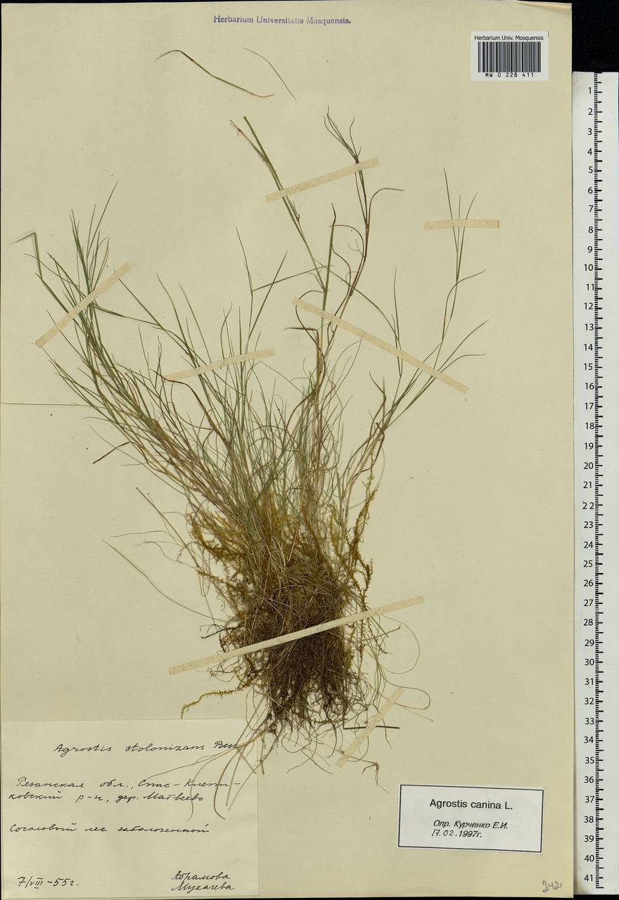 Agrostis canina L., Eastern Europe, Central region (E4) (Russia)