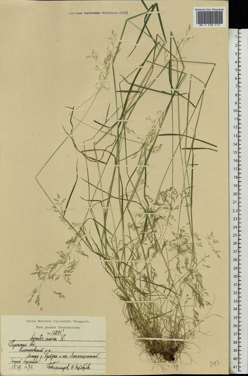 Agrostis canina L., Eastern Europe, Central region (E4) (Russia)