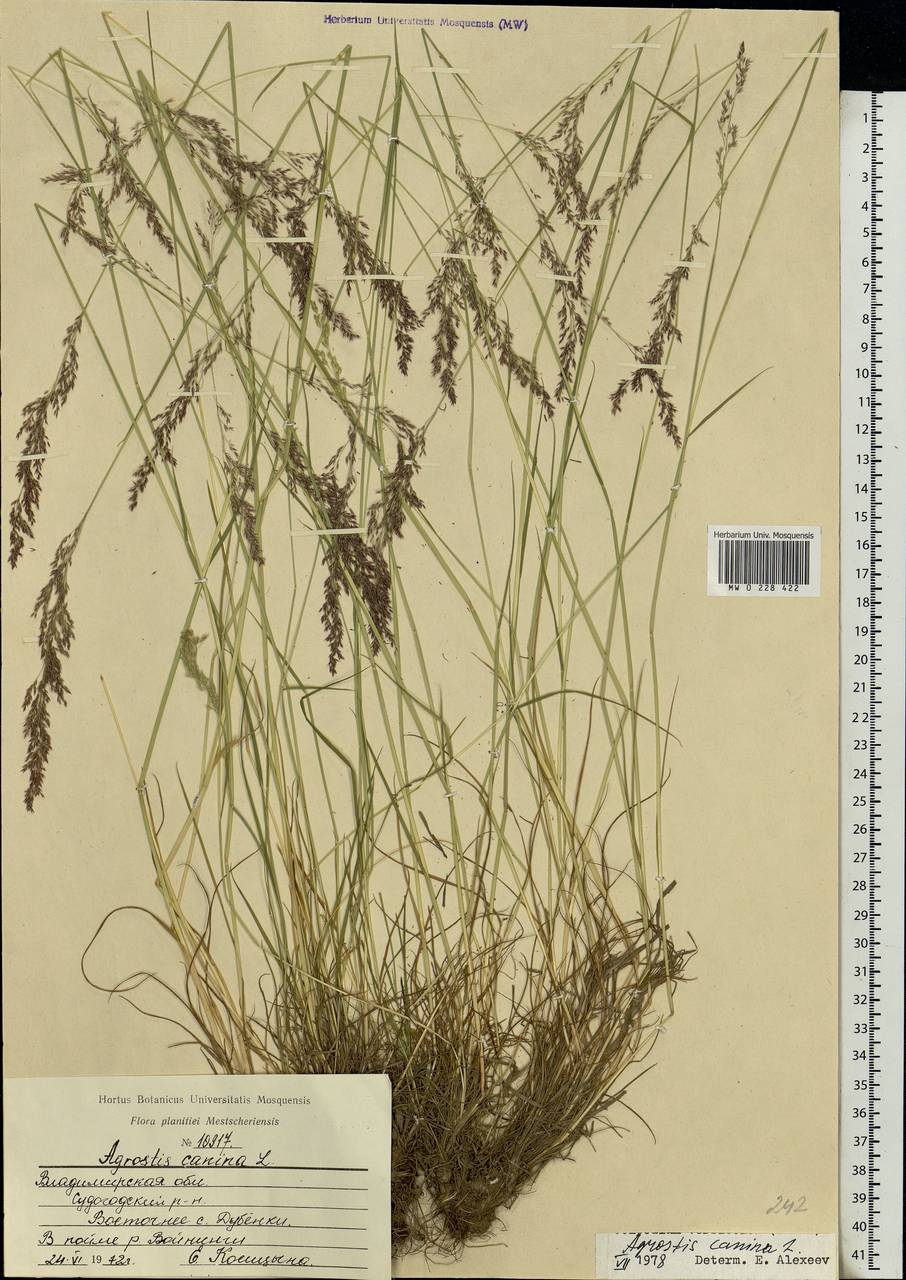 Agrostis canina L., Eastern Europe, Central region (E4) (Russia)