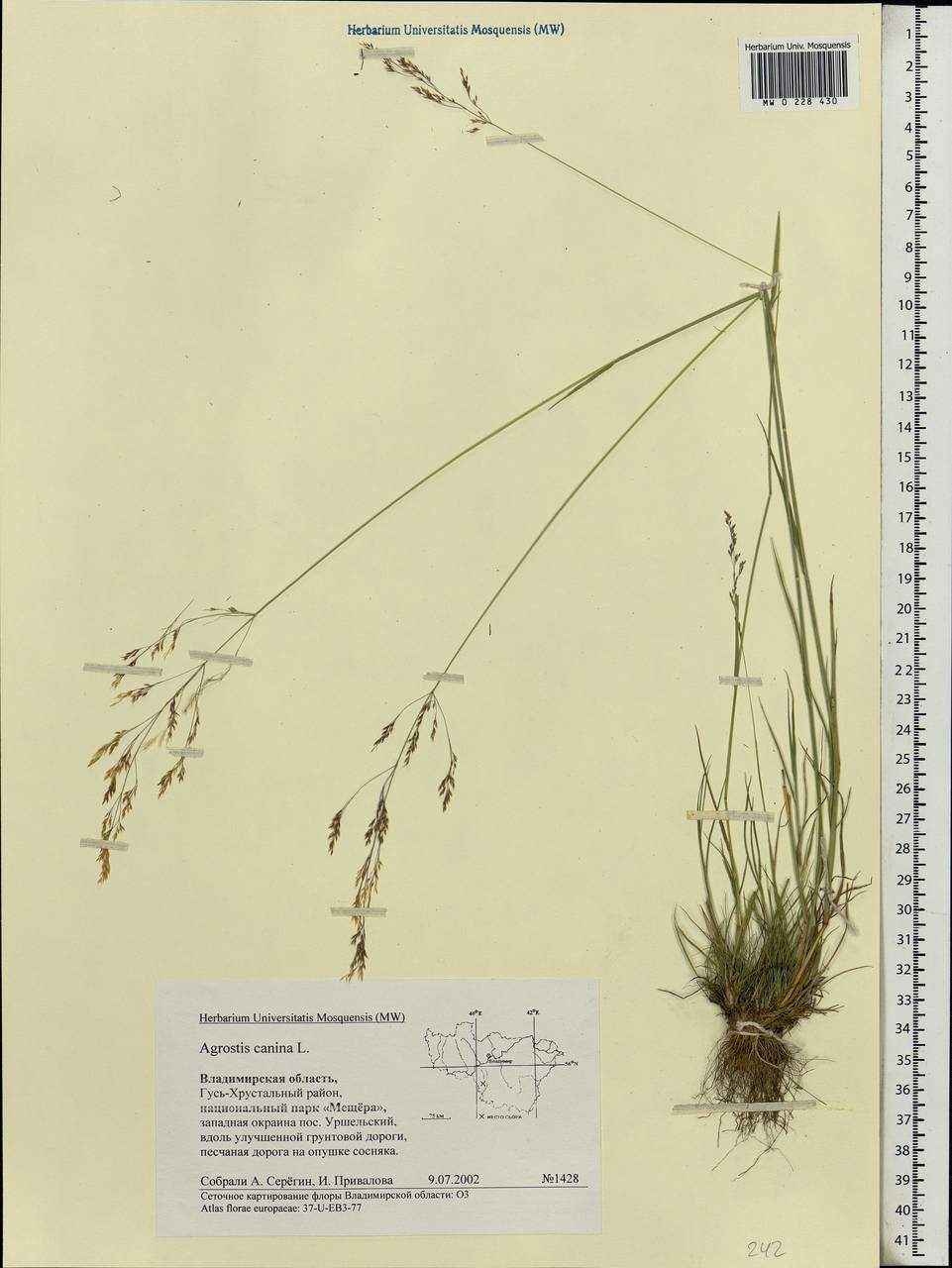 Agrostis canina L., Eastern Europe, Central region (E4) (Russia)