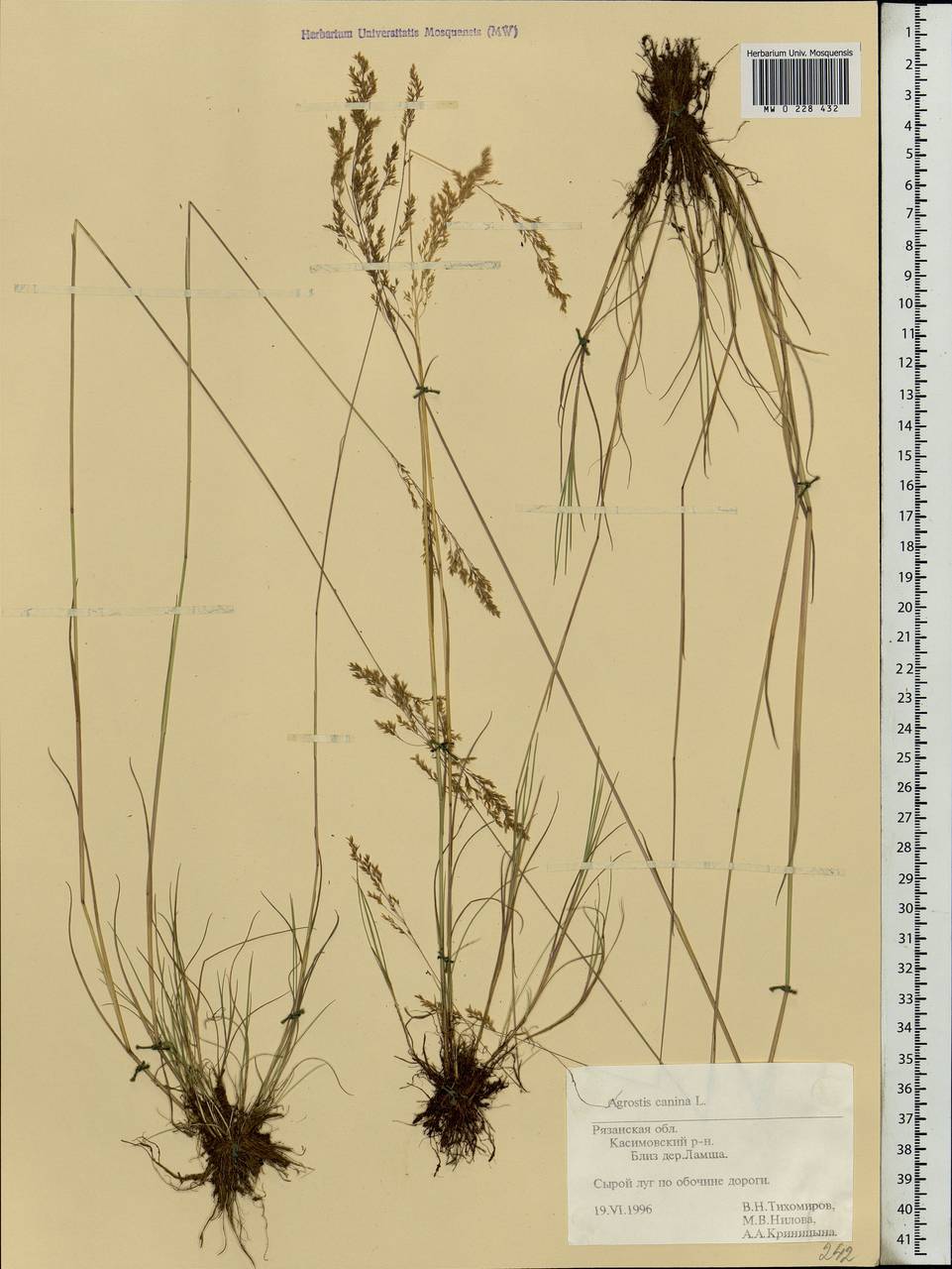 Agrostis canina L., Eastern Europe, Central region (E4) (Russia)