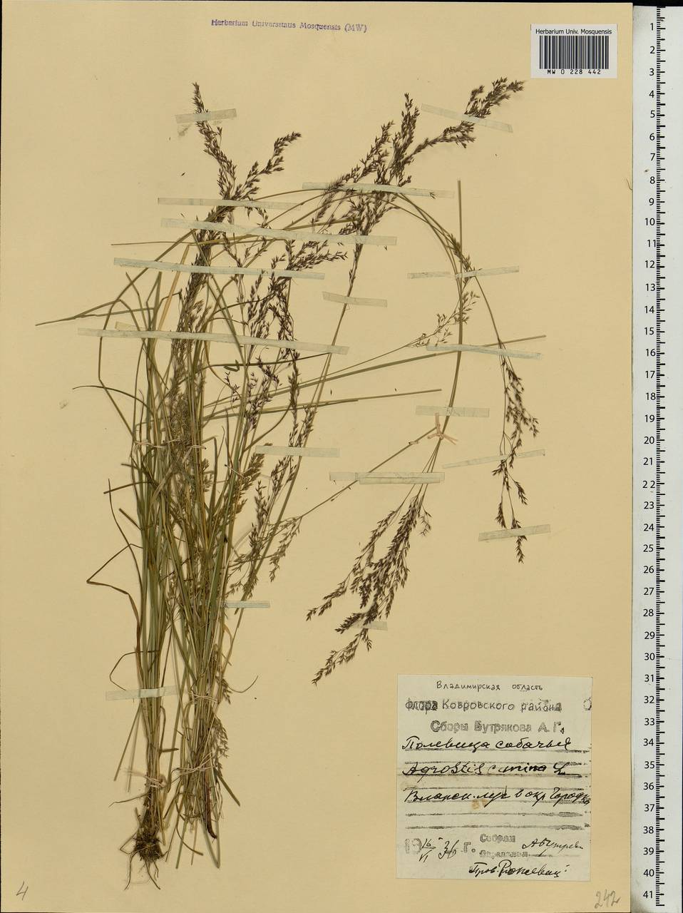 Agrostis canina L., Eastern Europe, Central region (E4) (Russia)