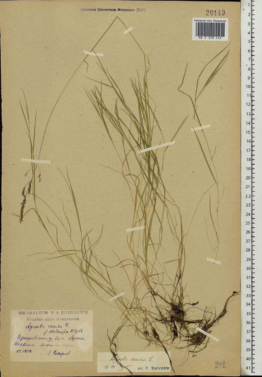 Agrostis canina L., Eastern Europe, Moscow region (E4a) (Russia)