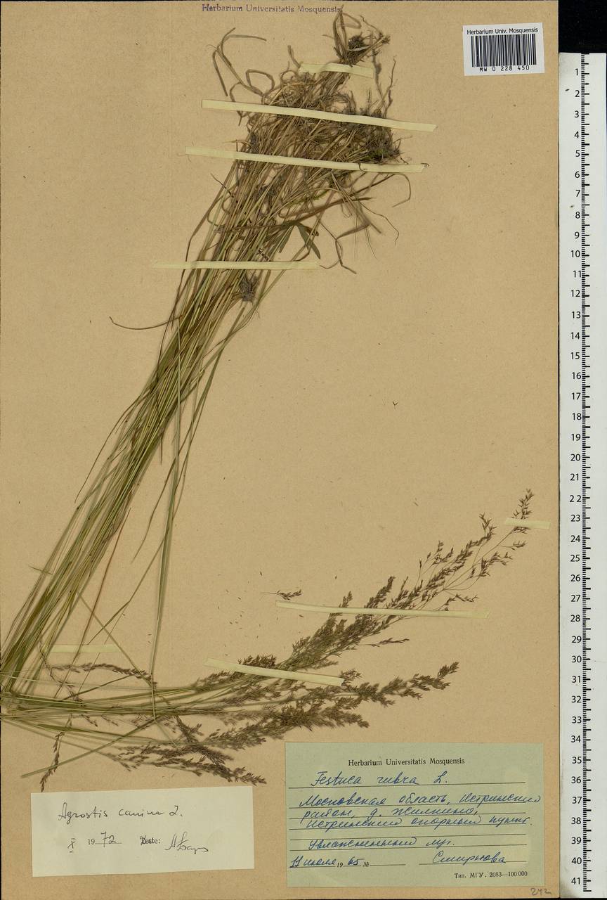 Agrostis canina L., Eastern Europe, Moscow region (E4a) (Russia)