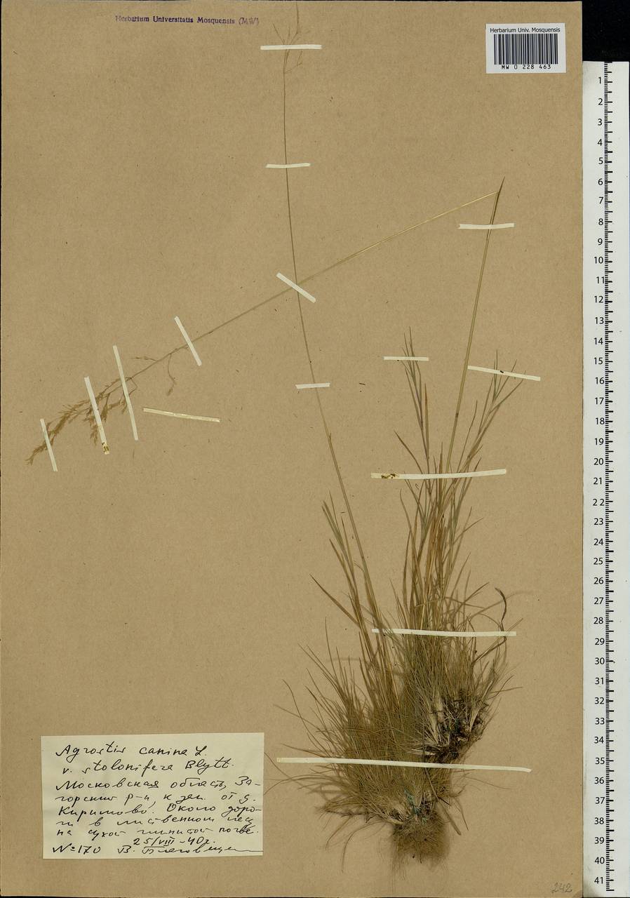 Agrostis canina L., Eastern Europe, Moscow region (E4a) (Russia)