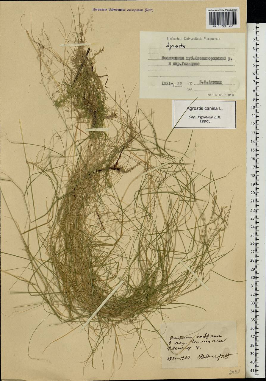 Agrostis canina L., Eastern Europe, Moscow region (E4a) (Russia)