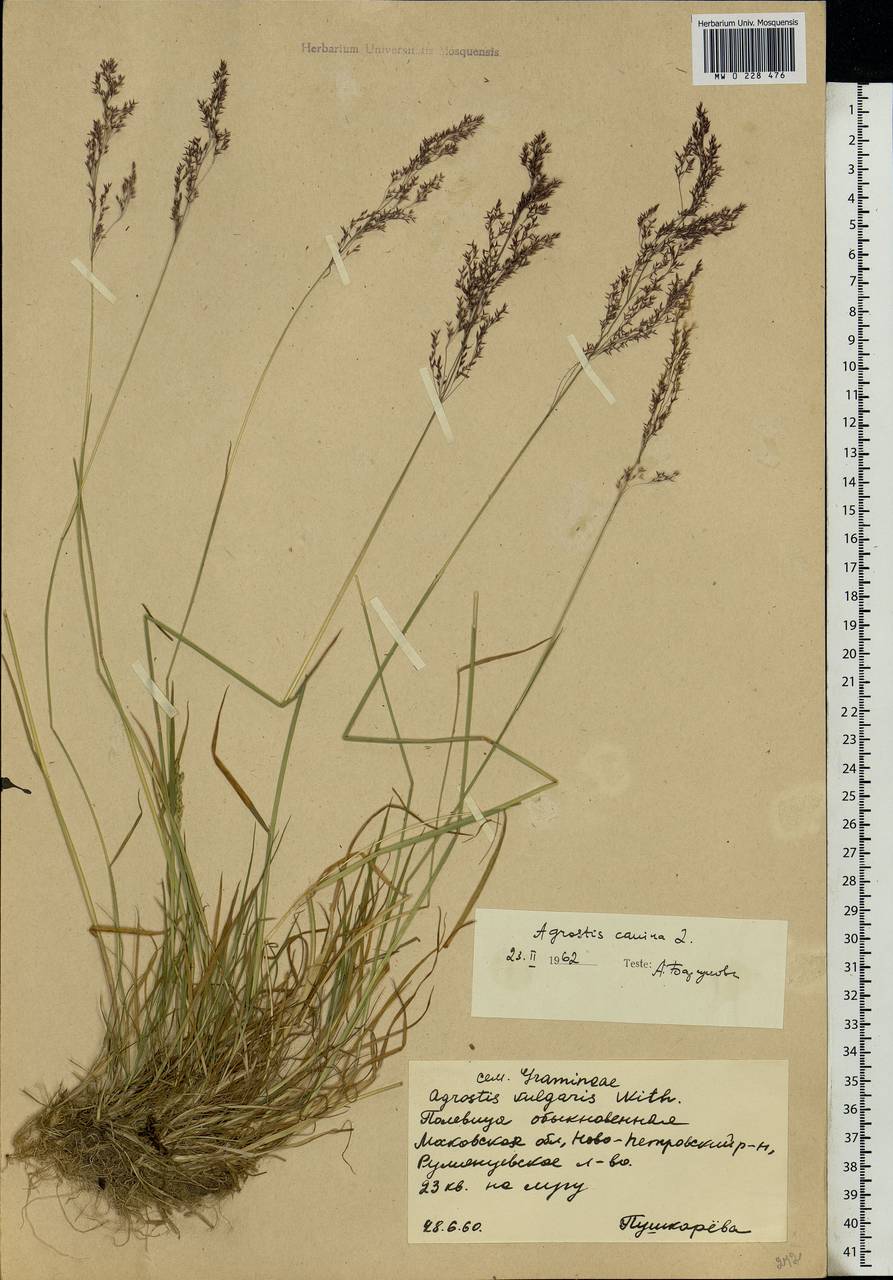 Agrostis canina L., Eastern Europe, Moscow region (E4a) (Russia)