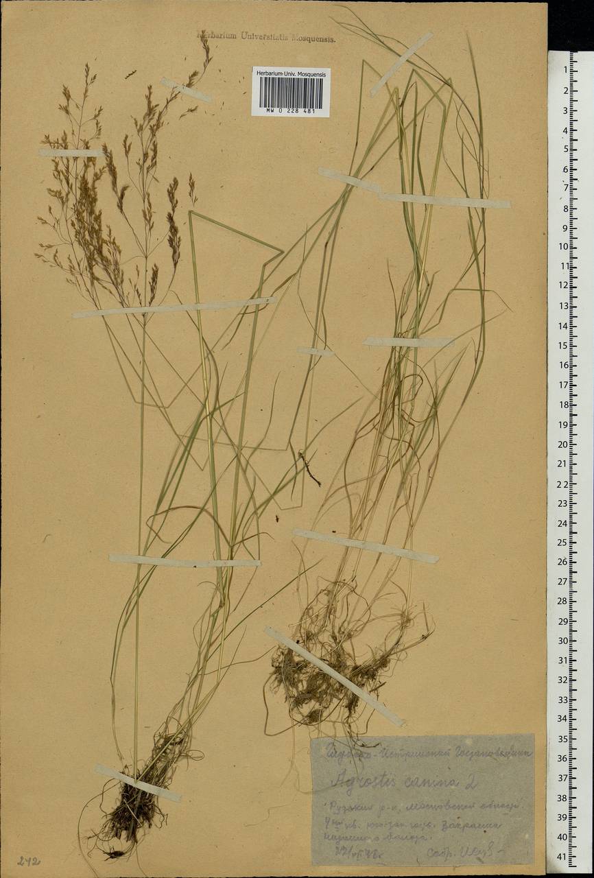 Agrostis canina L., Eastern Europe, Moscow region (E4a) (Russia)