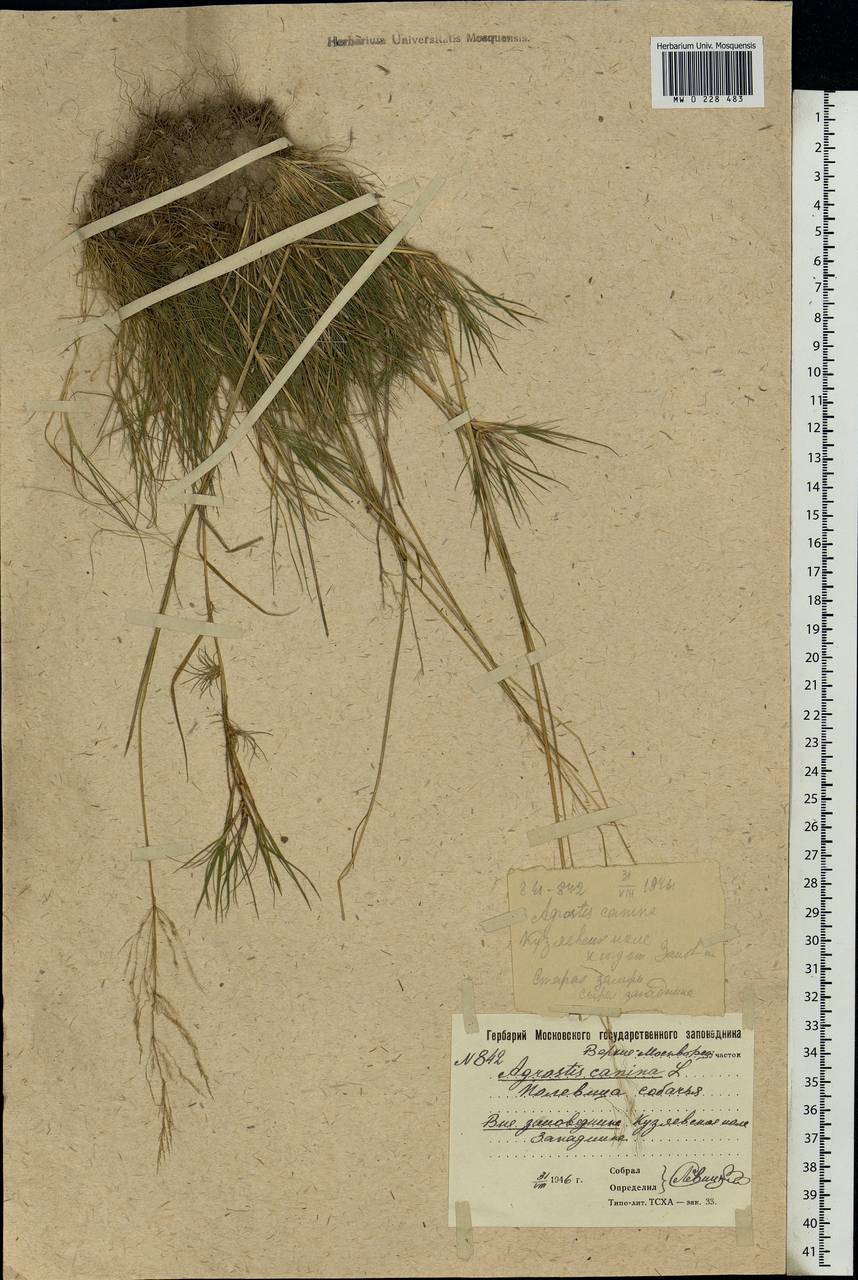 Agrostis canina L., Eastern Europe, Moscow region (E4a) (Russia)