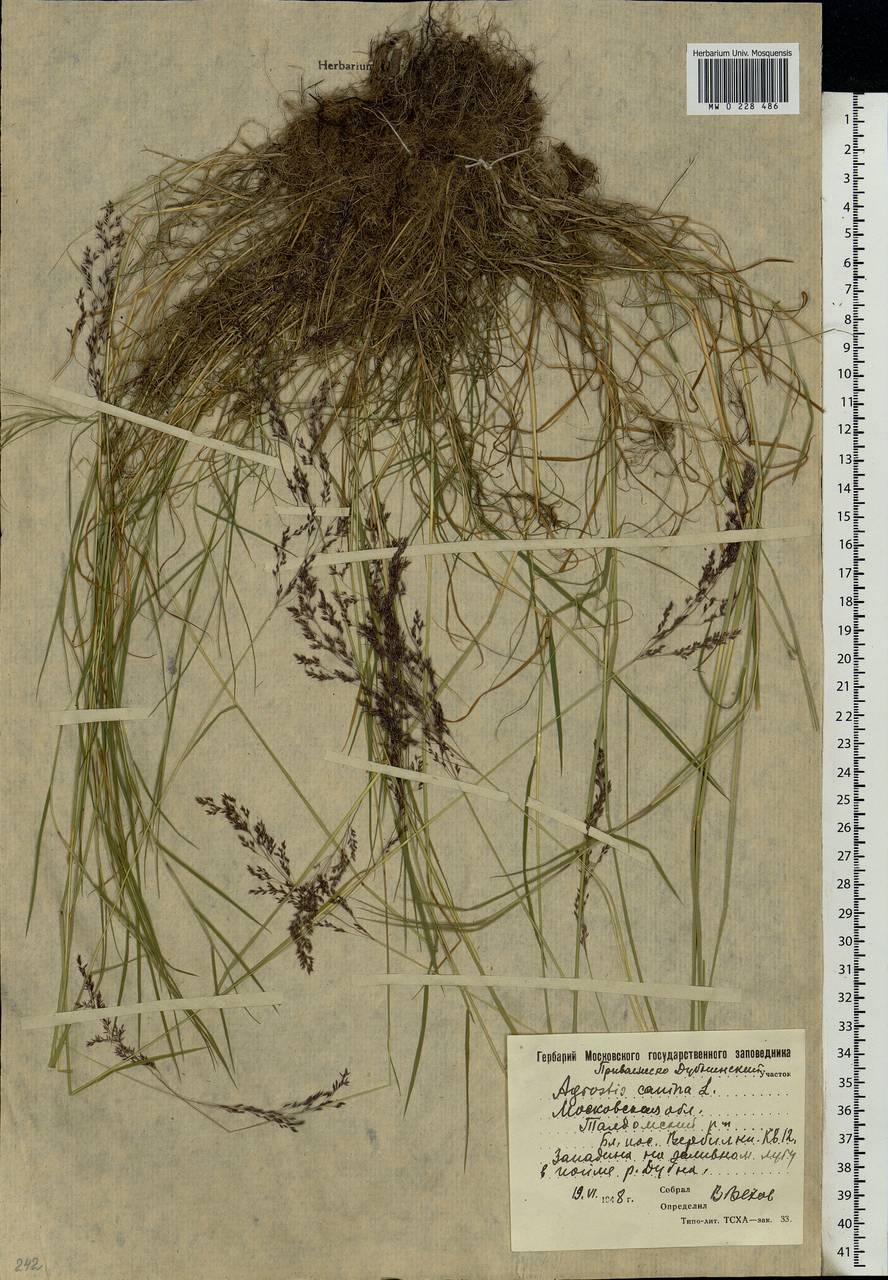 Agrostis canina L., Eastern Europe, Moscow region (E4a) (Russia)