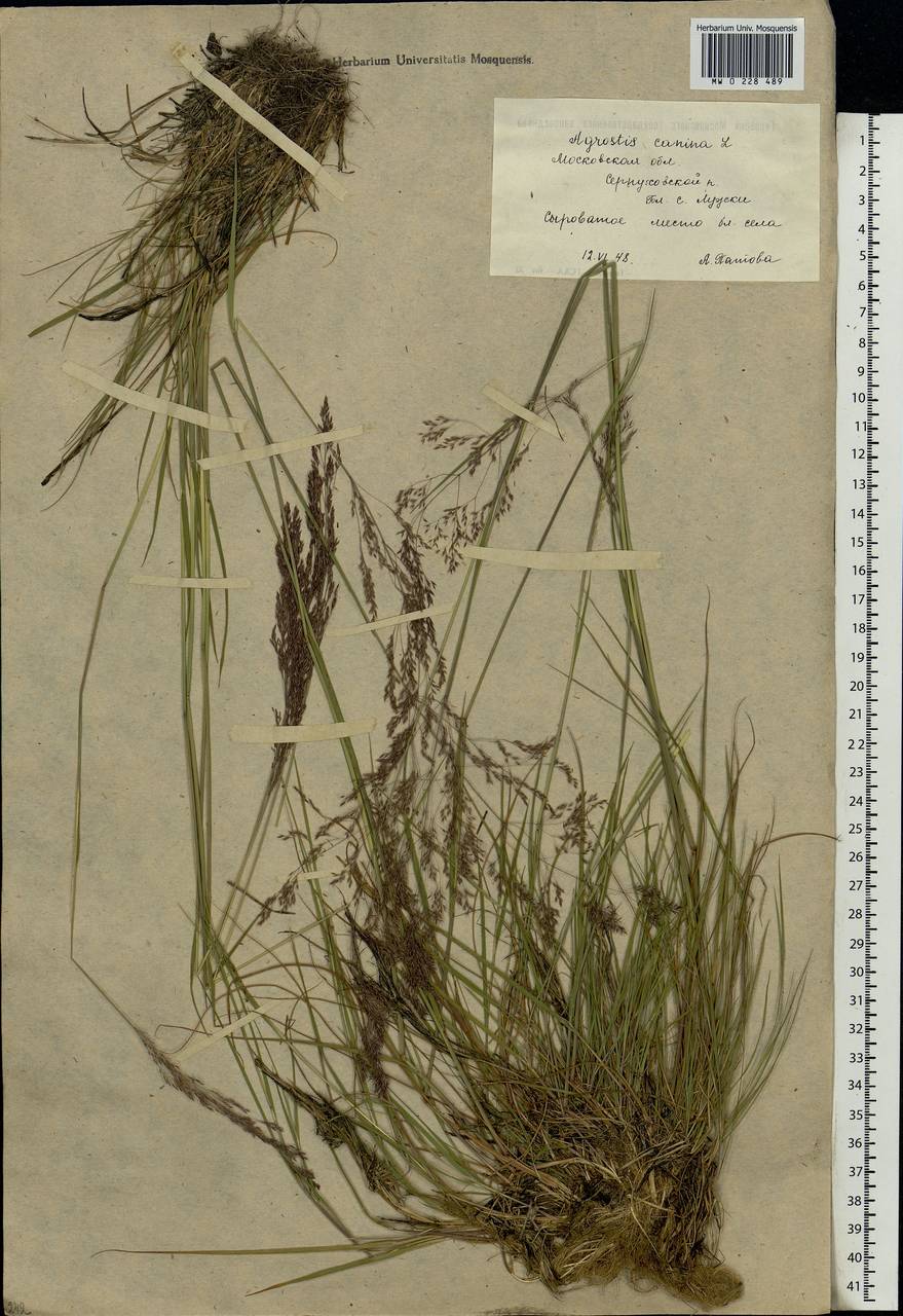 Agrostis canina L., Eastern Europe, Moscow region (E4a) (Russia)