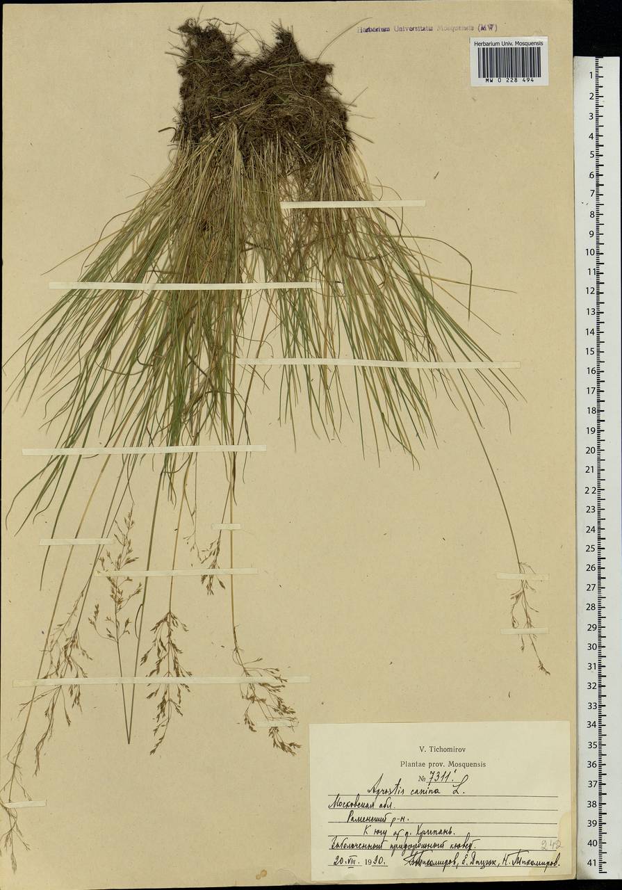 Agrostis canina L., Eastern Europe, Moscow region (E4a) (Russia)