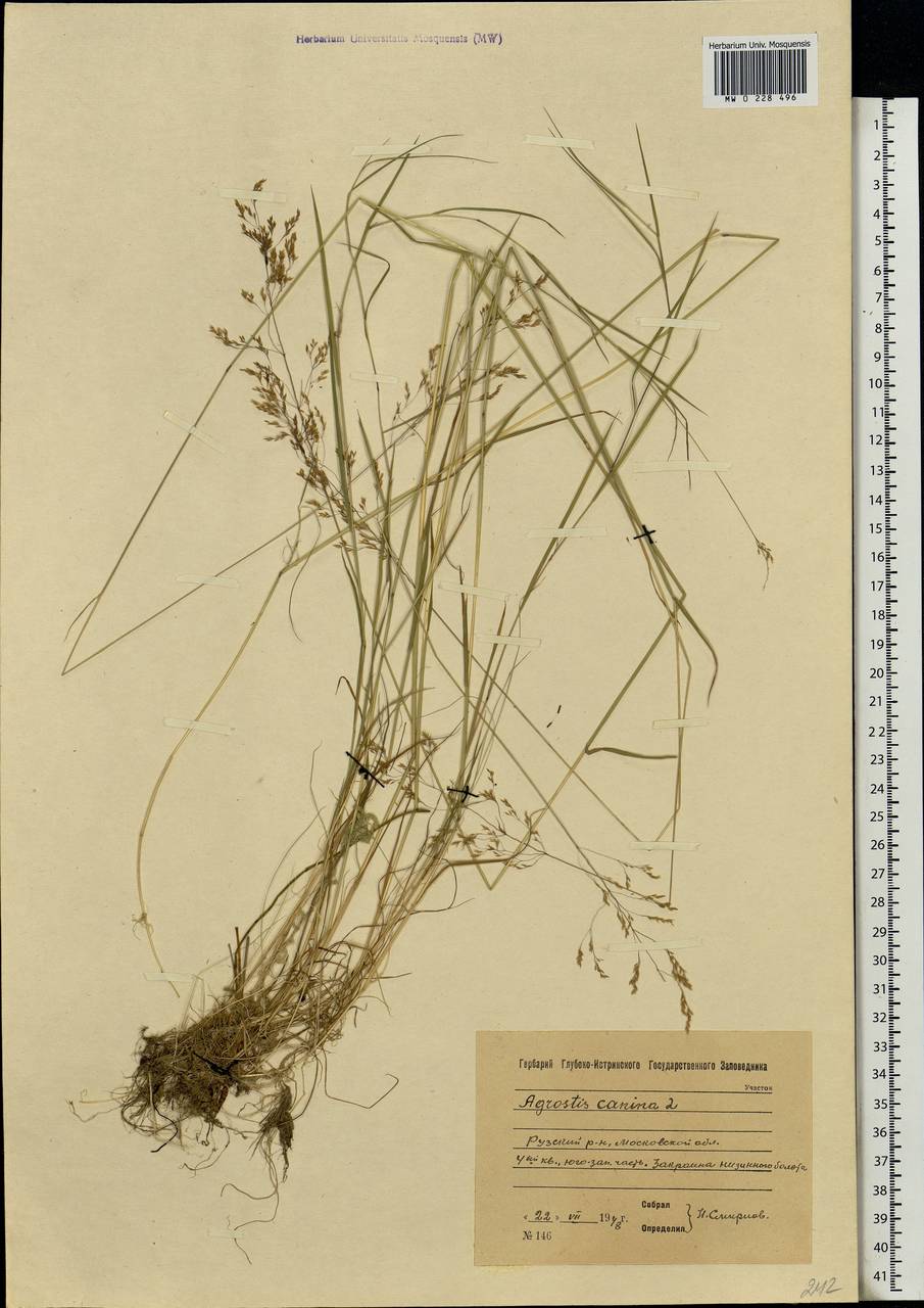 Agrostis canina L., Eastern Europe, Moscow region (E4a) (Russia)