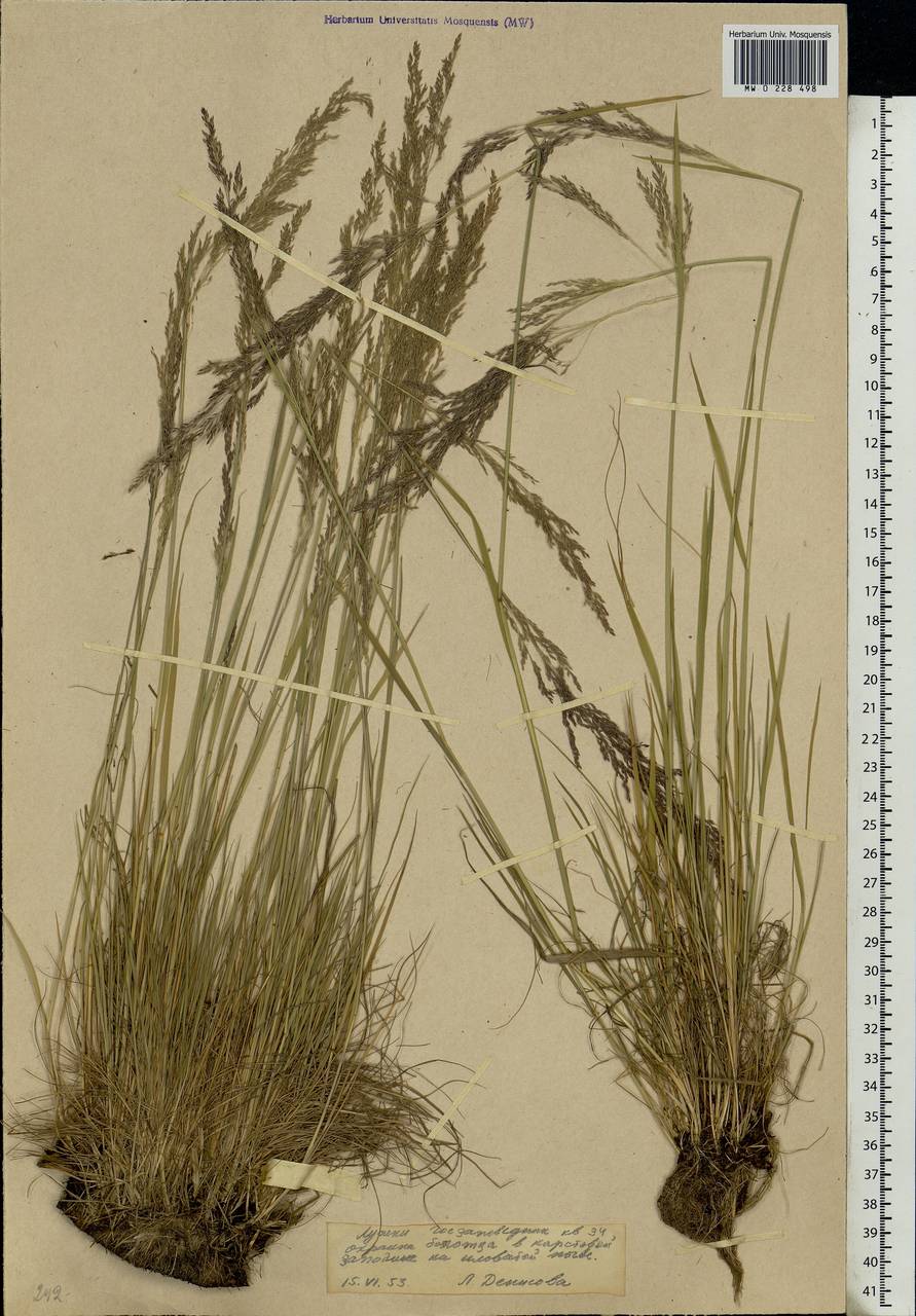 Agrostis canina L., Eastern Europe, Moscow region (E4a) (Russia)