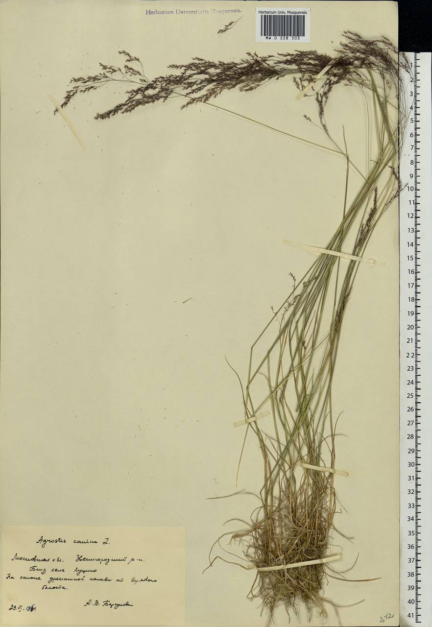 Agrostis canina L., Eastern Europe, Moscow region (E4a) (Russia)
