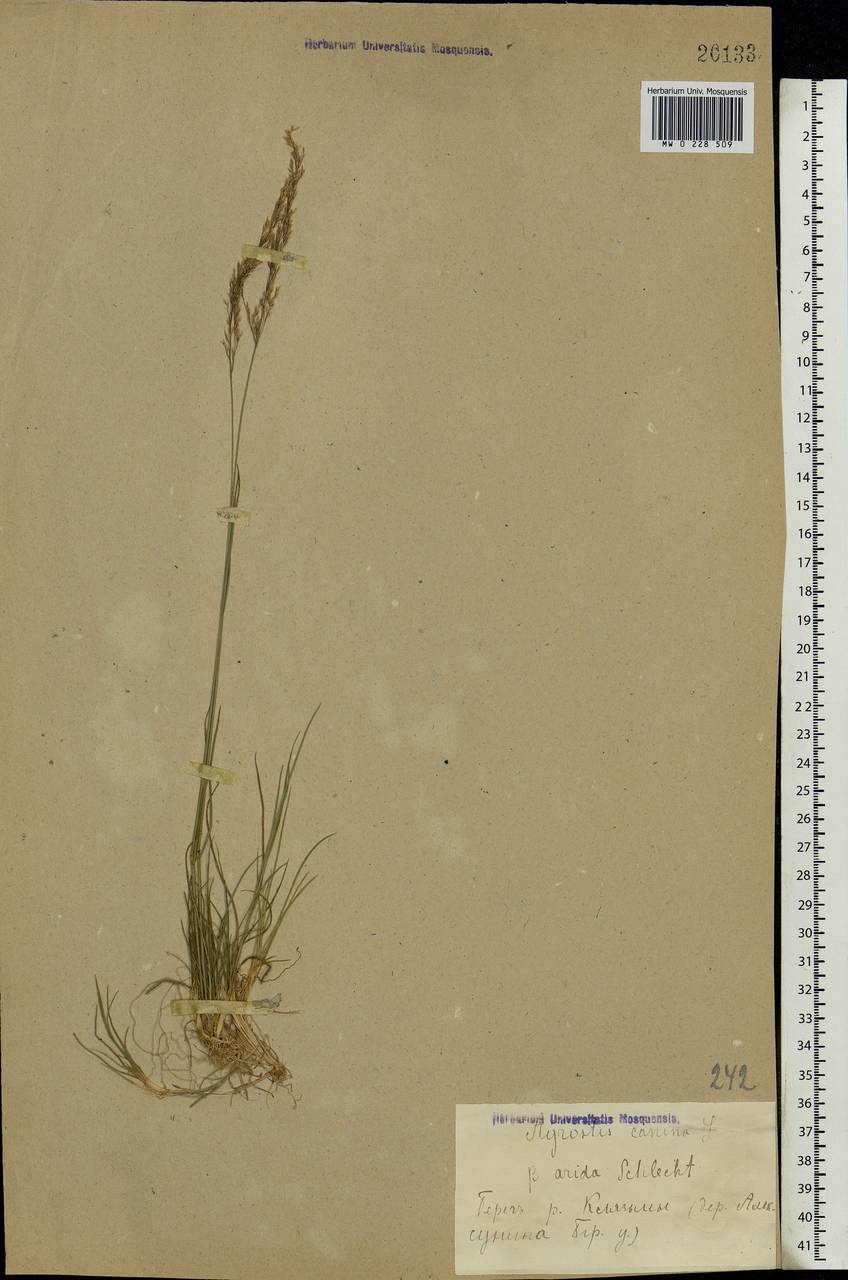 Agrostis canina L., Eastern Europe, Moscow region (E4a) (Russia)