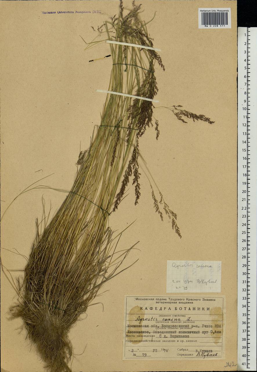 Agrostis canina L., Eastern Europe, Moscow region (E4a) (Russia)