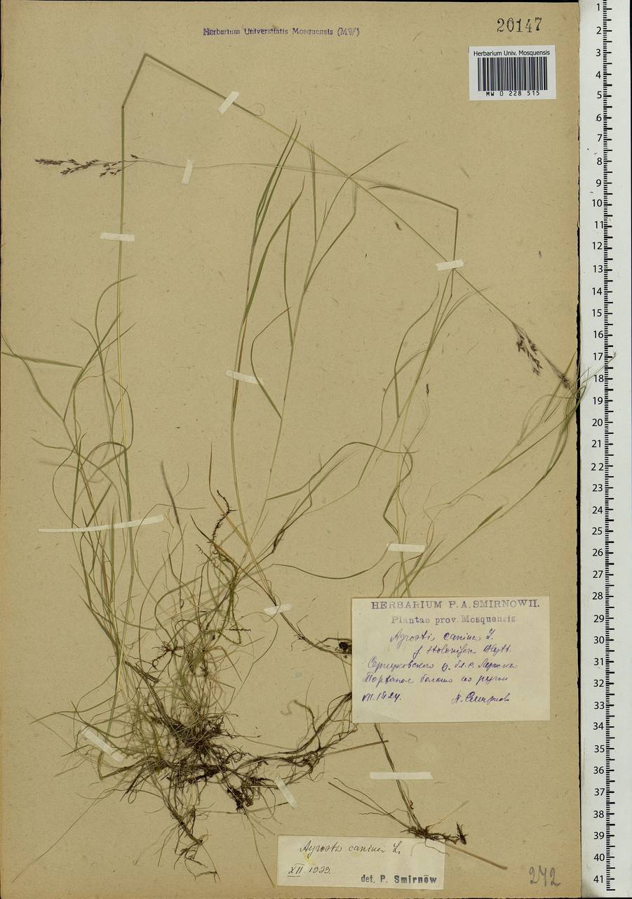 Agrostis canina L., Eastern Europe, Moscow region (E4a) (Russia)