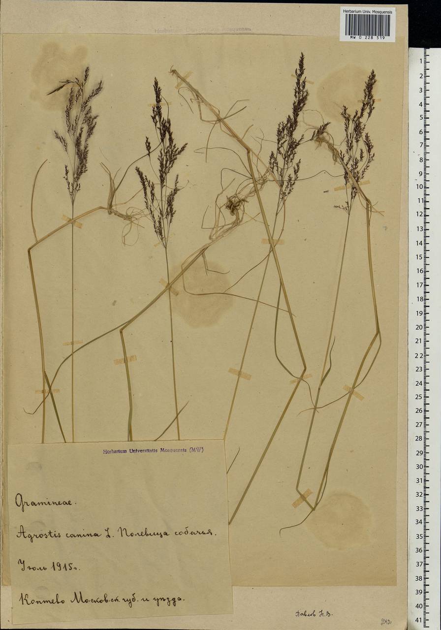 Agrostis canina L., Eastern Europe, Moscow region (E4a) (Russia)