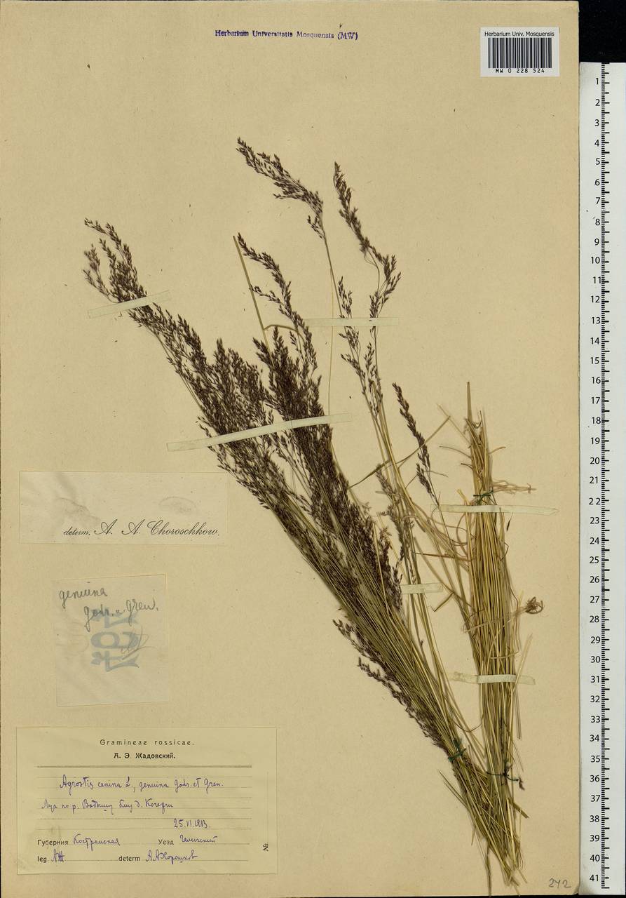 Agrostis canina L., Eastern Europe, Central forest region (E5) (Russia)
