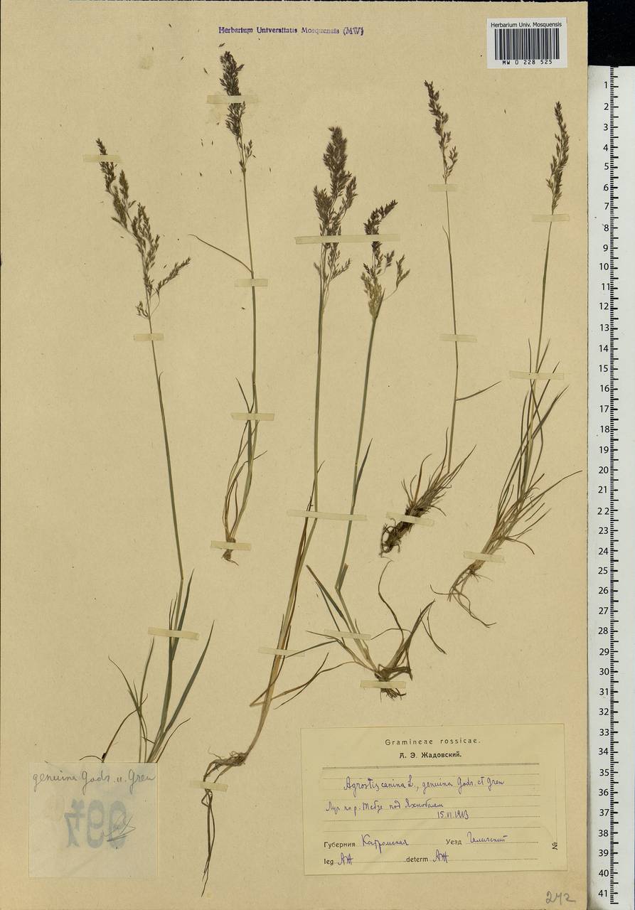 Agrostis canina L., Eastern Europe, Central forest region (E5) (Russia)