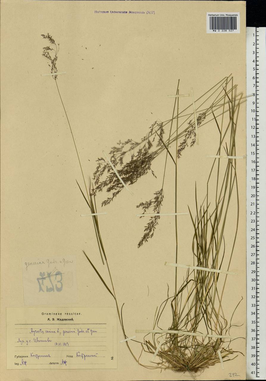 Agrostis canina L., Eastern Europe, Central forest region (E5) (Russia)