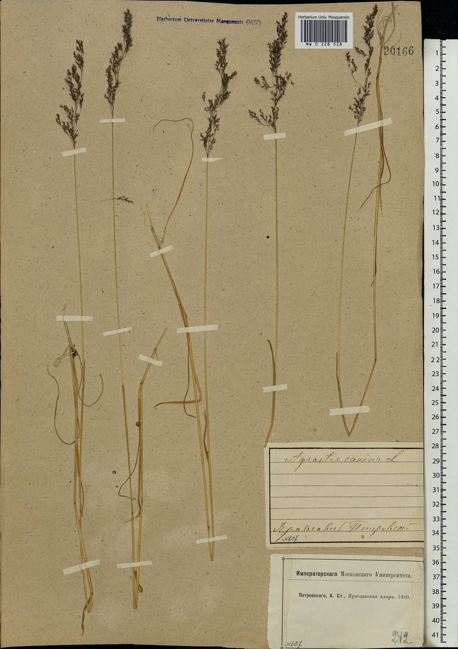 Agrostis canina L., Eastern Europe, Central forest region (E5) (Russia)