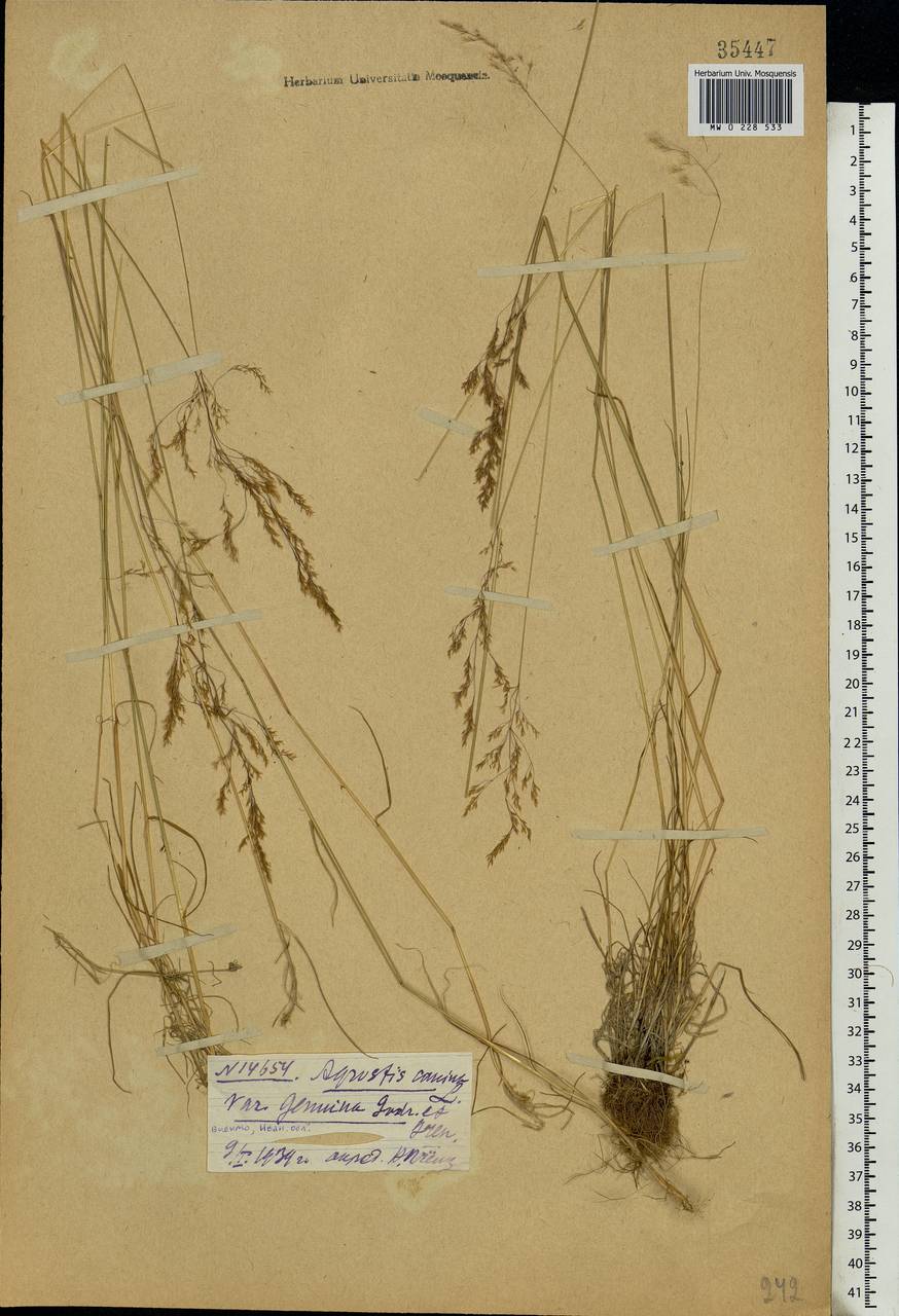 Agrostis canina L., Eastern Europe, Central forest region (E5) (Russia)