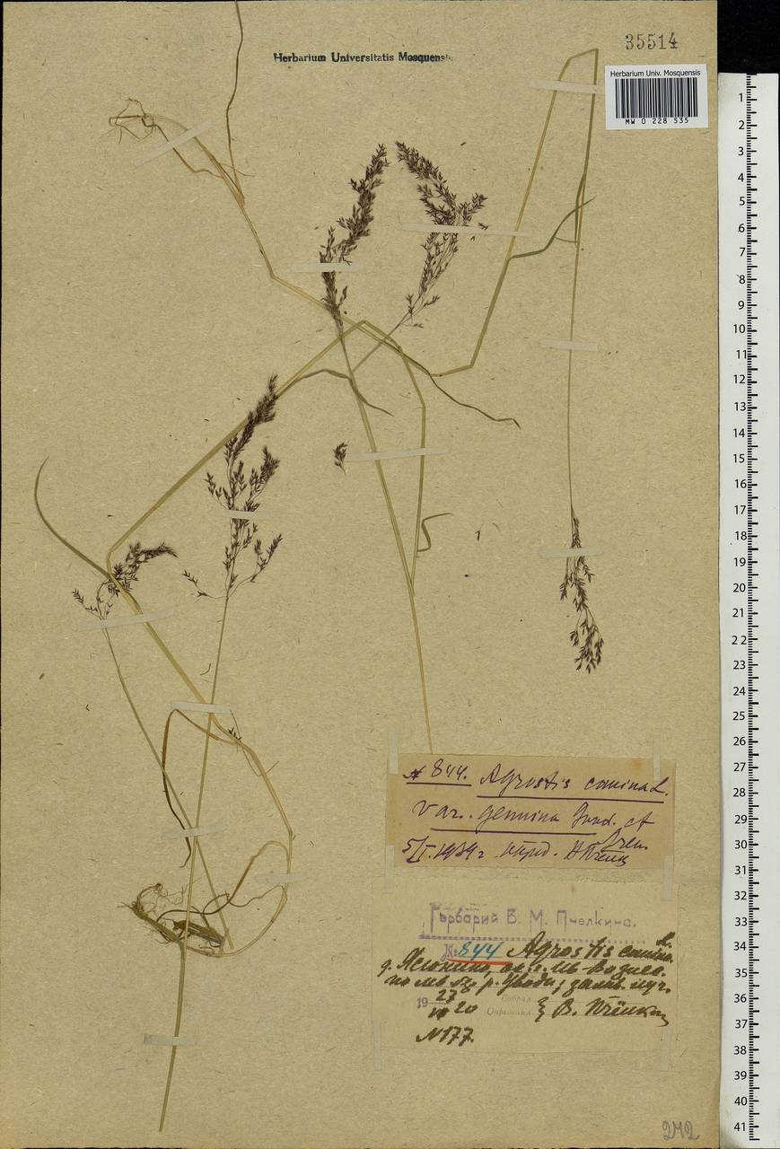 Agrostis canina L., Eastern Europe, Central forest region (E5) (Russia)