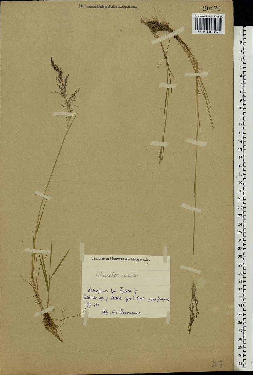 Agrostis canina L., Eastern Europe, Central forest region (E5) (Russia)