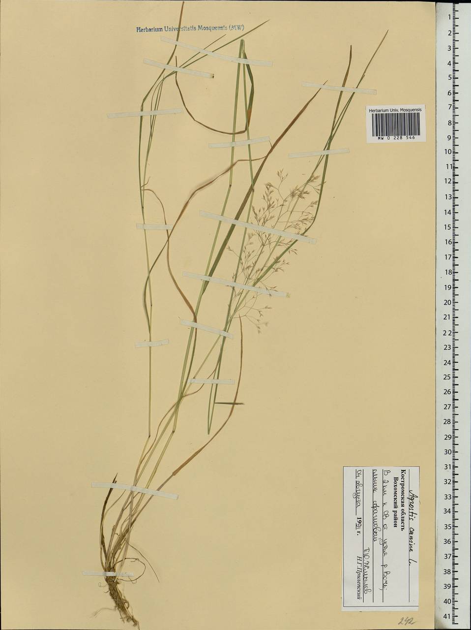 Agrostis canina L., Eastern Europe, Central forest region (E5) (Russia)