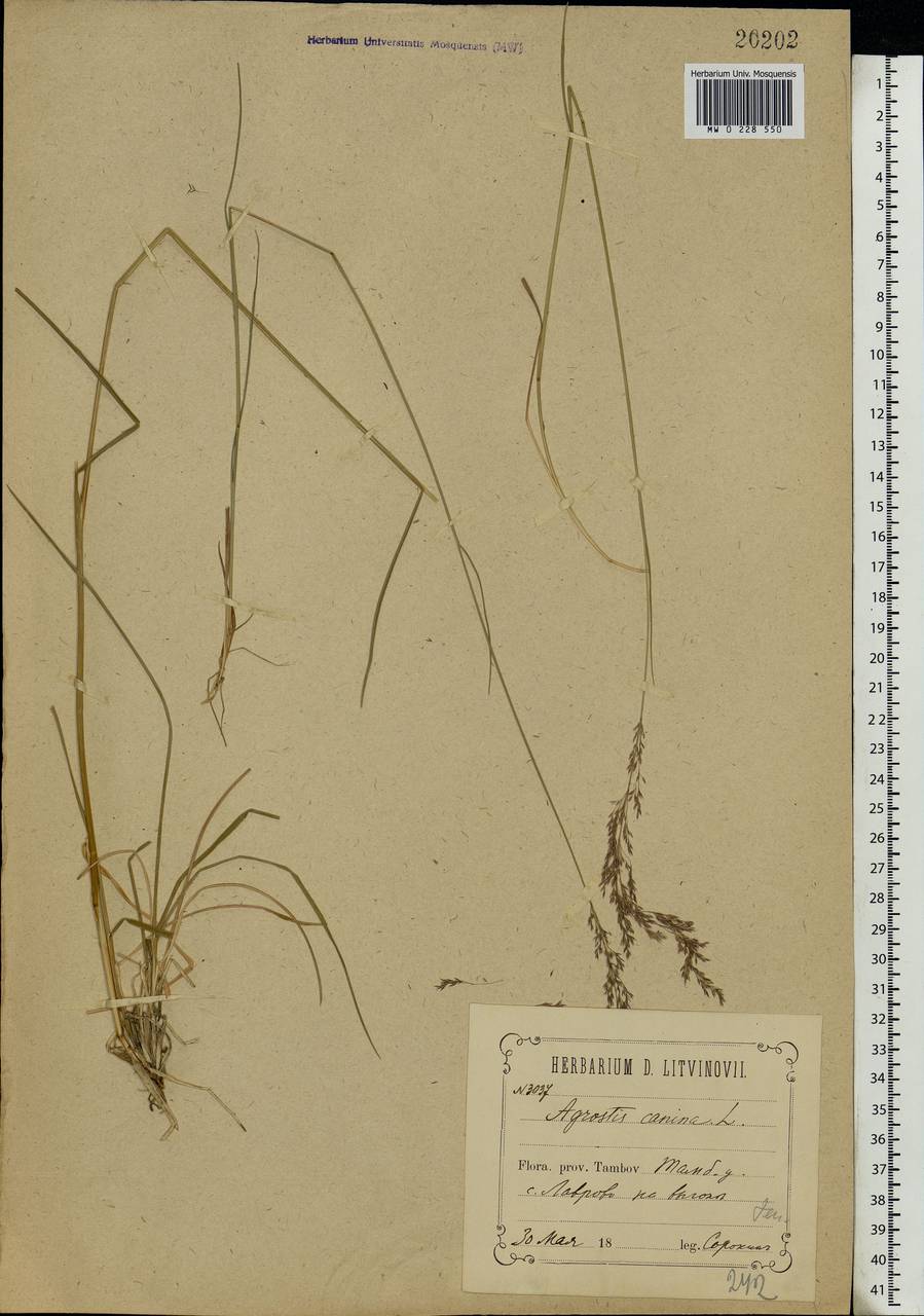 Agrostis canina L., Eastern Europe, Central forest-and-steppe region (E6) (Russia)