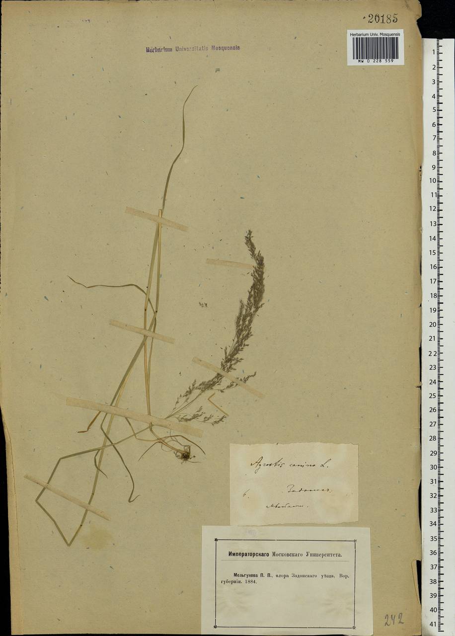 Agrostis canina L., Eastern Europe, Central forest-and-steppe region (E6) (Russia)