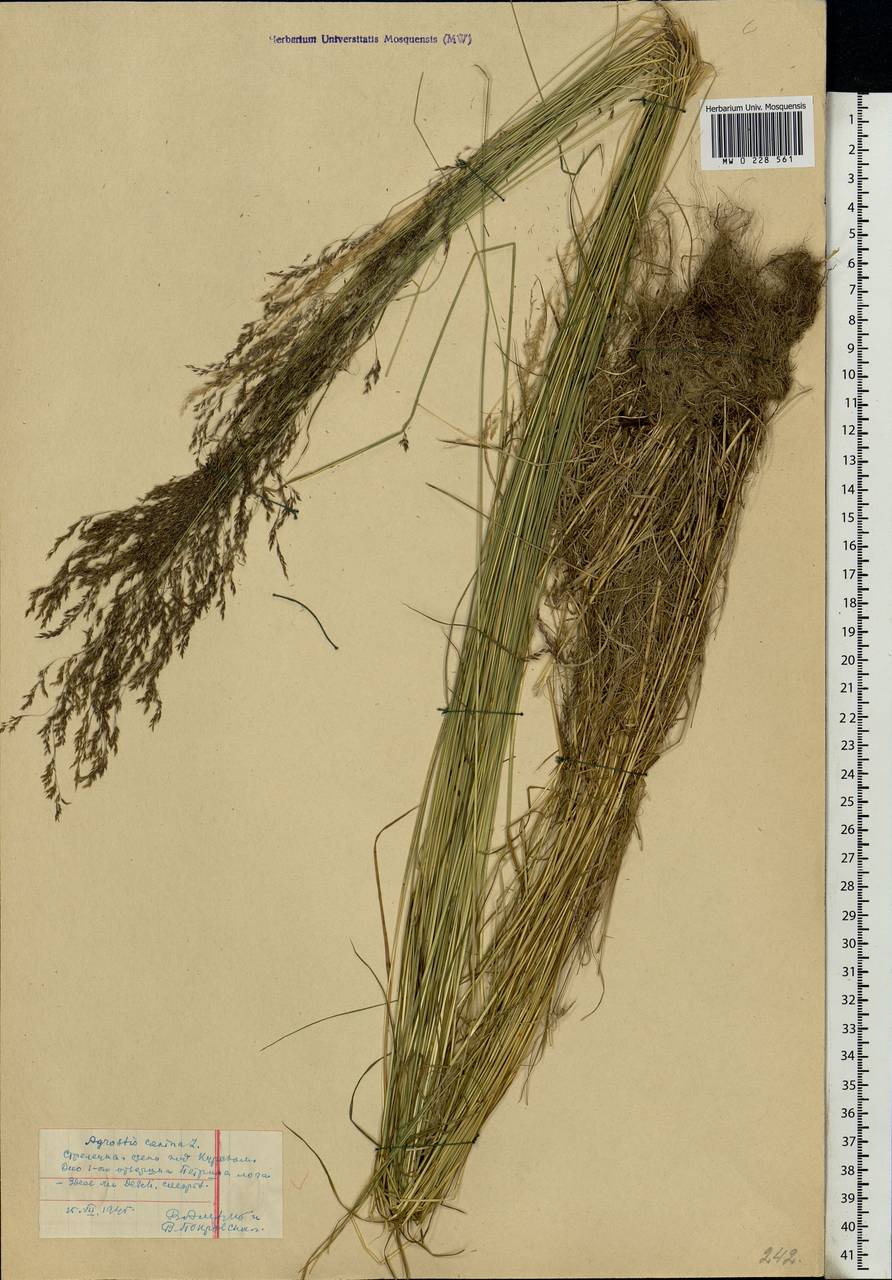 Agrostis canina L., Eastern Europe, Central forest-and-steppe region (E6) (Russia)