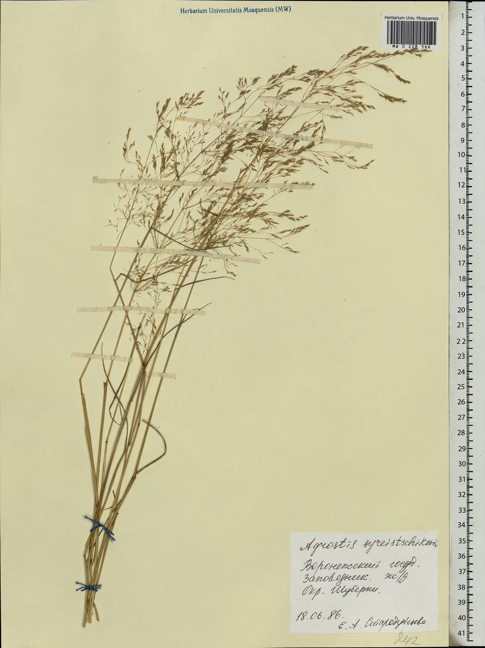 Agrostis vinealis Schreb., Eastern Europe, Central forest-and-steppe region (E6) (Russia)