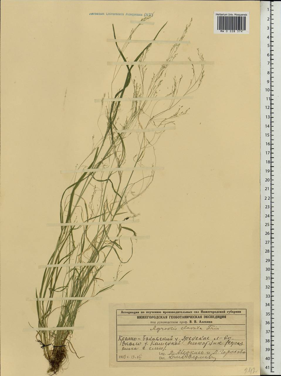 Agrostis canina L., Eastern Europe, Volga-Kama region (E7) (Russia)